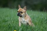 BOULEDOGUE FRANCAIS 1010